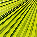 Green Palm Frond