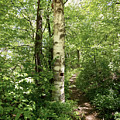 Birch Tree Hiking Trail