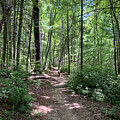 Trail at Piney Falls