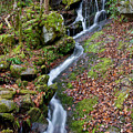 Small Waterfall In Forest